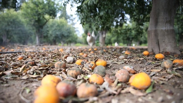 Olumsuz hava şartları Bodrum mandalinasında verimi düşürdü