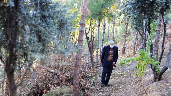 Ömrünü doğaya adayan 'Şeyhmus Amca' çabasıyla orman oluşturdu