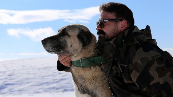 " Dağ Adamı " kendini Kangal köpeklerine adadı