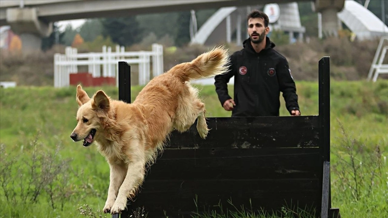 Ondokuz Mayıs Üniversitesinin köpekli arama kurtarma takımı olası afetlere eğitimlerle hazırlanıyor