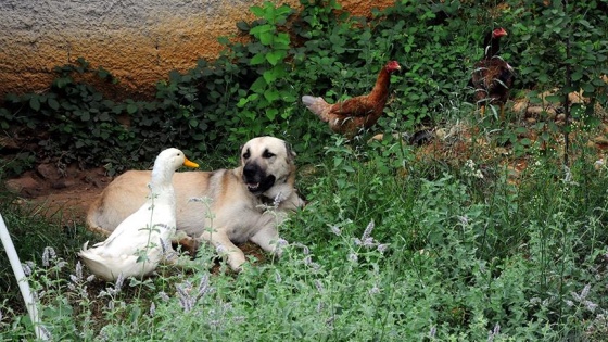 Ördek ile köpeğin şaşırtan dostluğu