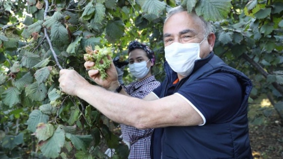 Ordu Büyükşehir Belediye Başkanı Güler: TMO'nun fındık alım süresini uzatması piyasayı rahatlattı