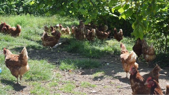 Ordu'da organik yumurta üretimi çiftçinin yüzünü güldürdü