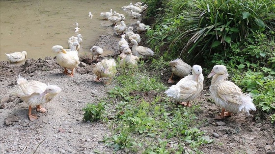 Ordu'da Pekin ördeği yetiştirilecek