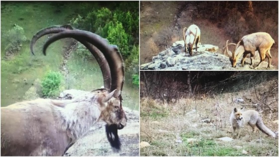 Ordu'da yaban hayatı 'fotokapan'la görüntülendi