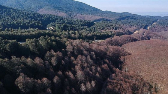 Ormanı istila eden tırtıllar yolu da aşarak yayılıyor