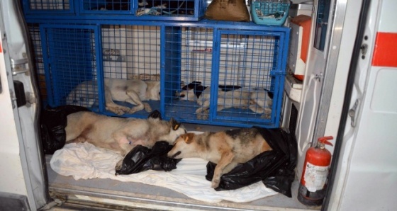 Ortaca’da zehirlendiği iddia edilen 2 köpek telef oldu