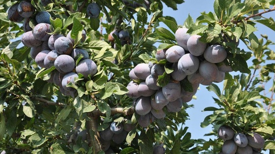 Ortadoğu ve Avrupa'nın 'birton eriği' Sultandağı'ndan