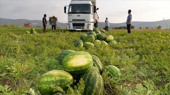 'Osmaneli karpuzu' mevsimlik işçilere ekmek kapısı oluyor