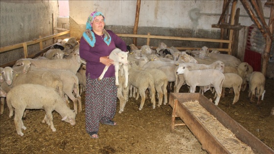 Osmaniyeli besici kadın devletten aldığı destekle sürü sahibi oldu