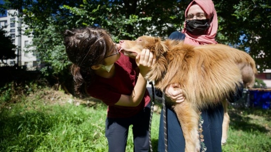 Otomobilin çarptığı köpeği sevgiyle yaşama bağladılar