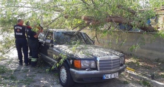 Otomobilin üzerine ağaç devrildi