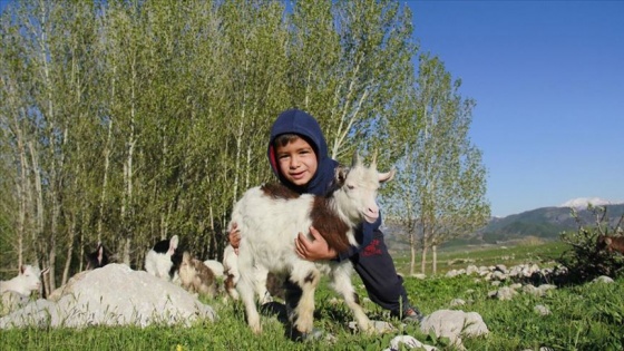 Ovacık'ta oğlaklar merayla buluştu