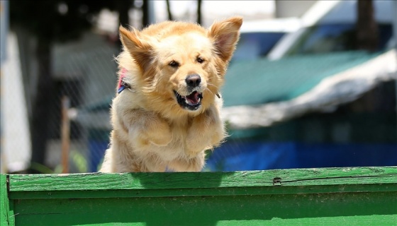 Özel eğitimli köpekler, 1 saniyeden kısa sürede Kovid-19'u tespit edebiliyor