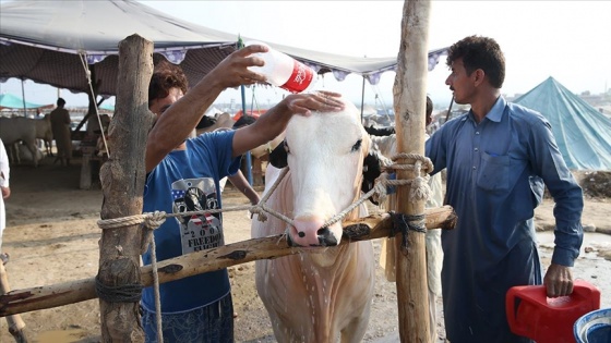 Pakistan'ın renkli kurban pazarlarında bayram yoğunluğu yaşanıyor