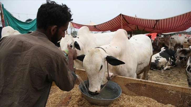 Pakistan'da vatandaşlar, yüksek fiyatlar sebebiyle kurbanlık almakta zorlanıyor