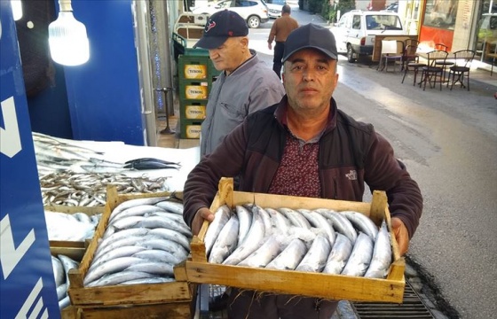 Palamudun tanesi 35 liradan satışa sunuldu