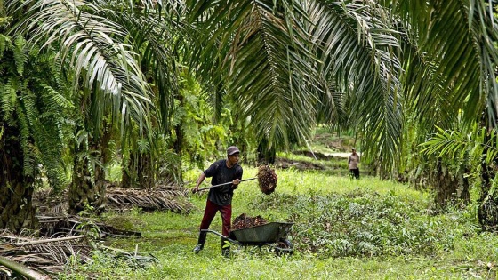 'Palm yağı kullanılan ürünler araştırılacak'