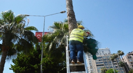 Palmiyelere böceklere karşı feromon tuzaklar yerleştiriliyor