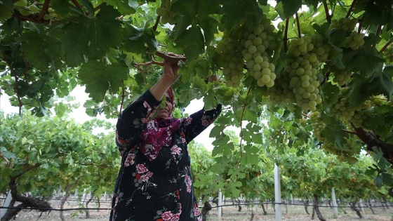 Pamukova&#039;da hasadına başlanan 8 çeşit üzümde 60 bin ton rekolte bekleniyor