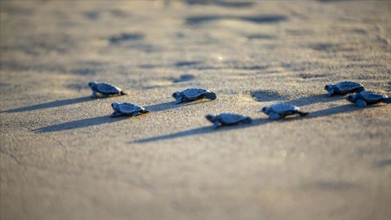 Patara'da 13 bini aşkın caretta caretta yavrusu denizle buluştu