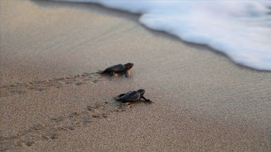 Patara'da caretta caretta yavruları denizle buluştu