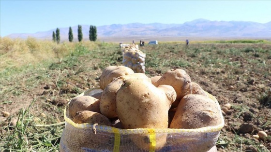 Patateste ihracat ön izin şartının kaldırılması çiftçiye nefes aldıracak