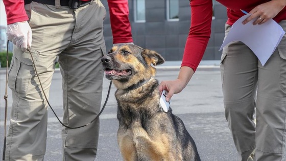 Patlayıcı madde tespit köpekleri sınavla belirleniyor