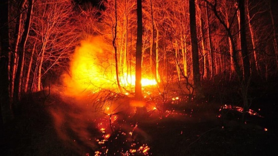 Peru'da orman yangını 12 bin hektarlık alanı kül etti