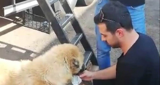 Polis memurları susayan köpeğe elleriyle su verdi