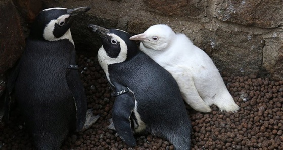 Polonya'da dünyaya gelen albino penguen ilk kez ziyaretçilerle buluştu