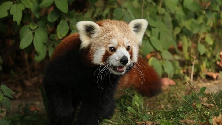 Polonya'da erkek kızıl panda 