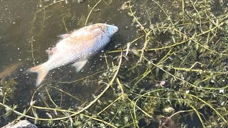 Polonya'nın Oder Nehri'ndeki toplu balık ölümlerinin nedeni araştırılıyor