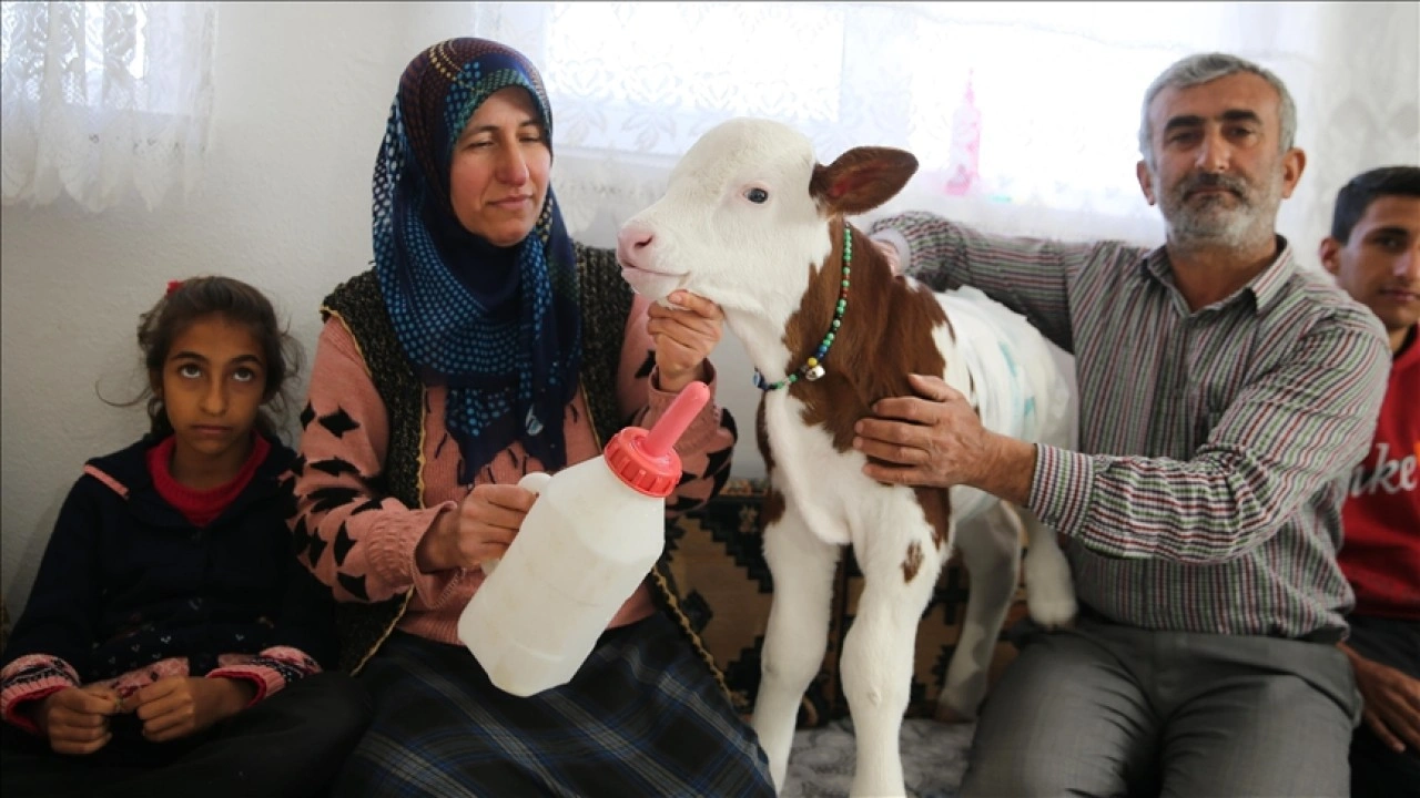 Prematüre buzağı "Umut"a evinde bebek gibi bakıyor