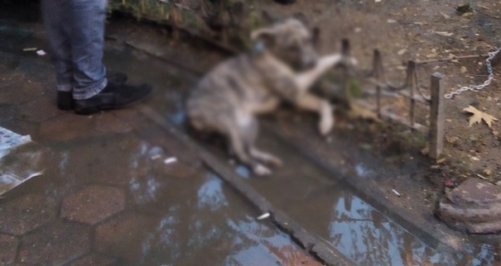 Reklam tabelasına bağlanan köpek akıma kapılarak telef oldu