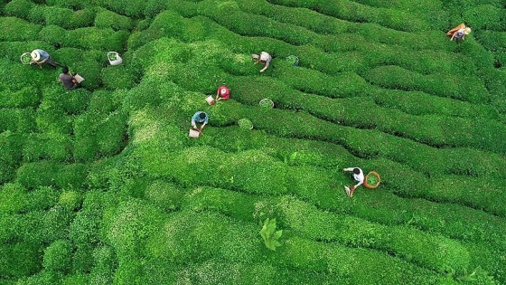 Rize çay ihracatından 9 ayda 6,4 milyon dolar kazandı