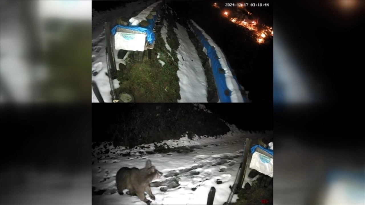 Rize'de ayıların arı kovanların bulunduğu alana ulaşmaya çalışması kamerada