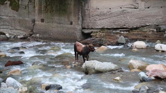 Rize'de kurbanlık boğa dereye düştü