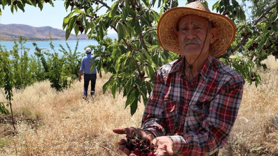 'Robinson Ziya'nın adasında hasat yapıldı