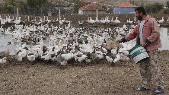 Rusya'da gördü, köyünde yetiştirmeye başladı