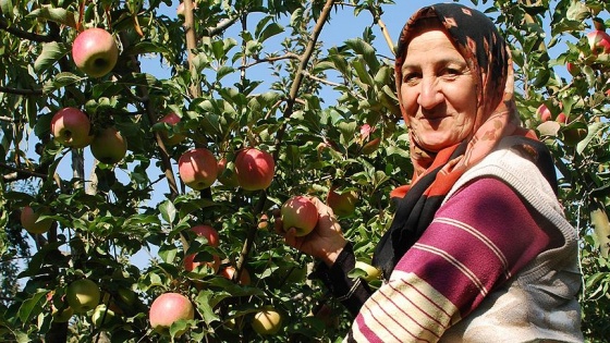 Rusya ile yapılan anlaşmalar elma üreticisinin yüzünü güldürdü