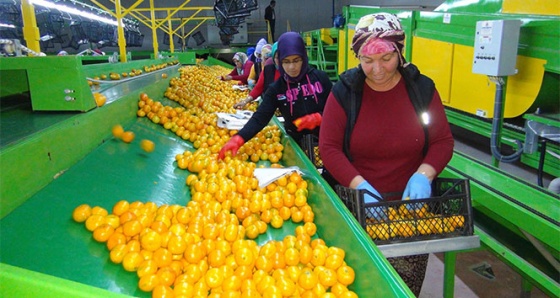 Rusya kapıları açtı mandalina ihracatı başladı