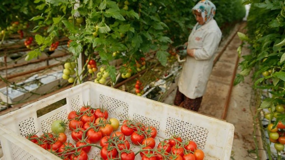 'Rusya'nın bizim domatesimize ihtiyacı var'