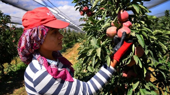 Sadece 400 ton toplanıyor, dalındayken satılıyor, 20 ülkeye ihraç ediliyor