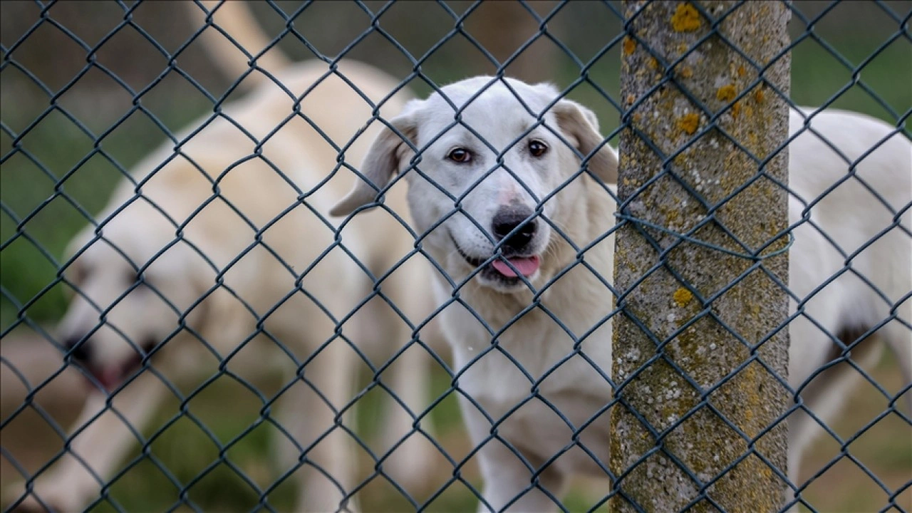 Safkan akbaş ve Kangal köpeklerinin gen kaynağı 28 yıldır Karacabey'de korunuyor