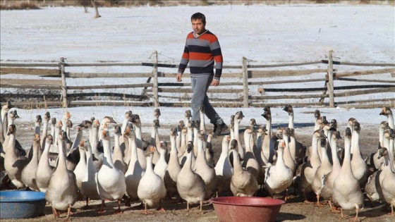 Sağlığı için döndüğü köyünde kaz çiftliği kurdu