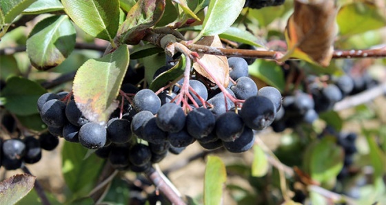 'Sağlıklı zayıflamanın yeni gözdesi Aronia ekstresi'