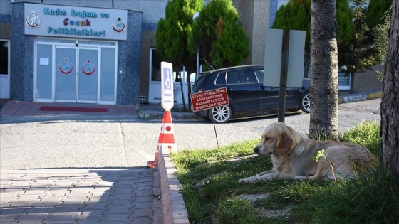 Sahibi yoğun bakıma alınan köpek 5 gündür hastane önünde bekliyor