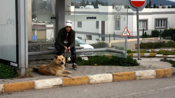 Sahibinin terk ettiği köpek dolmuş durağından ayrılmıyor