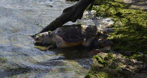 Sahilde ölü caretta caretta bulundu